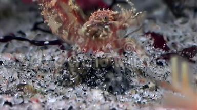 红虾掩映在白海<strong>海底</strong>的玻璃<strong>海底</strong>寻找食物。